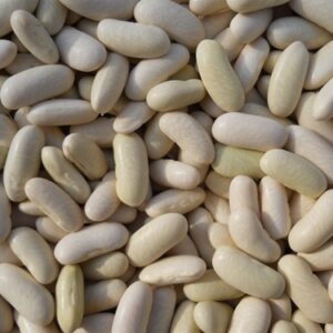 Bush Beans Seed - Image 3