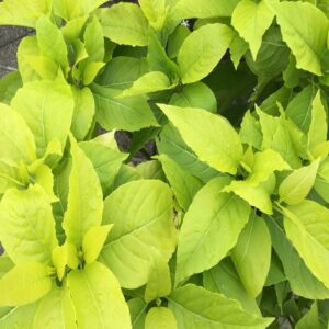 Pisonia Alba- Indoor/Outdoor-Ornamental Plants - Image 2