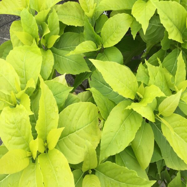 Pisonia Alba- Indoor/Outdoor-Ornamental Plants