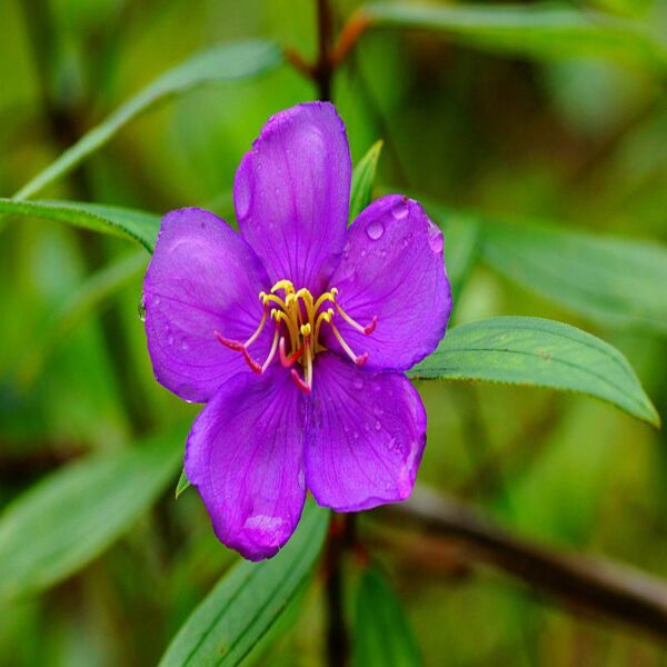 Melastoma Malabathricum - Flowering Shrubs