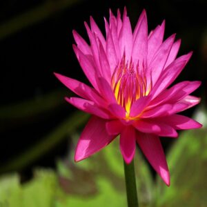 Water Lily Dark Pink - Aquatic Plants - Image 2