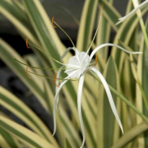 Variegated Spider Lily - Flowering Plants - Image 4