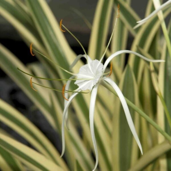 Variegated Spider Lily - Flowering Plants