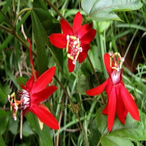 Scarlet Passion Flower Red- Creepers & Climbers - Image 2