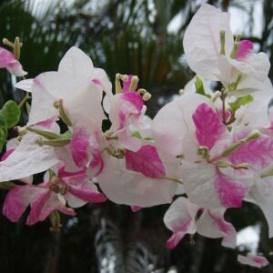 Bougainvillea Pink And White - Creepers & Climbers - Image 4