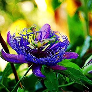 Passion Flower Purple - Creepers & Climbers - Image 2