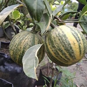 Mosambi Variegata (Grafted)- Fruit Plants & Tree - Image 4