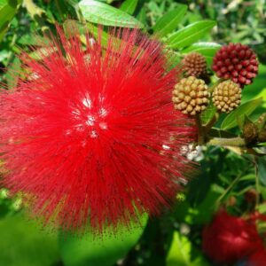 Powderpuff Hybrid Red / Calliandra - Flowering Shrubs - Image 2