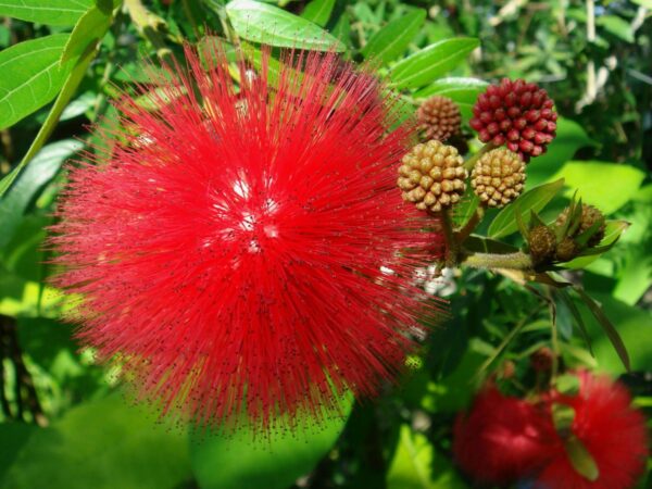 Powderpuff Hybrid Red / Calliandra - Flowering Shrubs