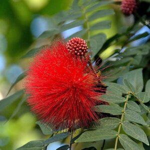 Powderpuff Hybrid Red / Calliandra - Flowering Shrubs - Image 4