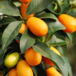 Sweet Lemon/Kumquat(Grafted) - Fruit Plants & Tree - Image 4