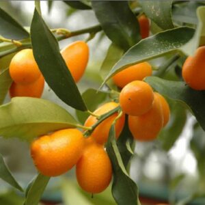 Sweet Lemon/Kumquat(Grafted) - Fruit Plants & Tree - Image 2