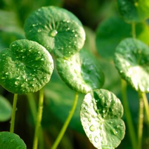 Centella Asiatica / Brahmi Big Leaf - Herbs Plant - Image 4