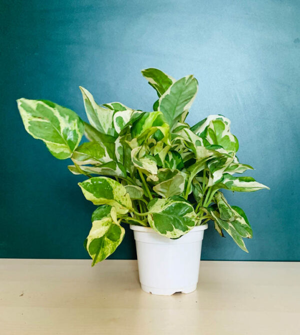 Marble Queen Money Plant - Indoor Plants