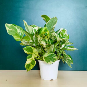 Marble Queen Money Plant - Indoor Plants - Image 2