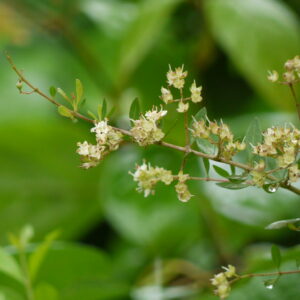 Lawsonia Inermis/Henna/Mehendi Plant - Plant - Image 3