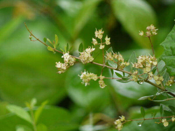 Lawsonia Inermis/Henna/Mehendi Plant - Plant