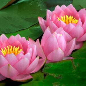 Water Lily Dark Pink - Aquatic Plants - Image 3