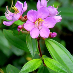 Melastoma Malabathricum - Flowering Shrubs - Image 3