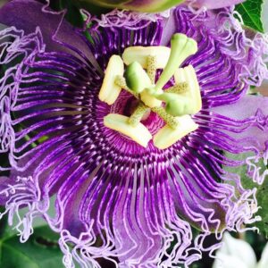 Passion Flower Purple - Creepers & Climbers - Image 4