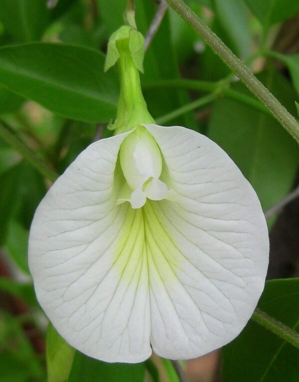 Clitorea ternatea White - Creeper & Climbers