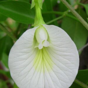 Clitorea ternatea White - Creeper & Climbers - Image 5