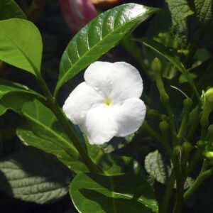 Tagar Wheel Star - Flowering Shrubs - Image 2