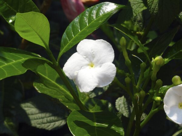 Tagar Wheel Star - Flowering Shrubs