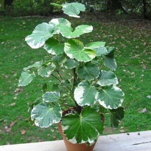 Aralia/Polyscias Balfouriana - Ornamental Plants - Image 2