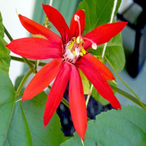 Scarlet Passion Flower Red- Creepers & Climbers - Image 4