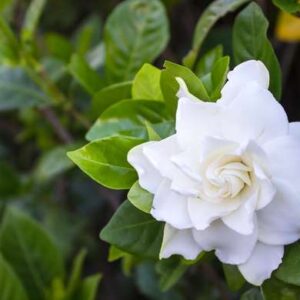 Gardenia/Jasmine Rose Regular - Top Perfuming - Fragrant Plants - Image 4