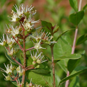 Lawsonia Inermis/Henna/Mehendi Plant - Plant - Image 4