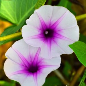 Ipomoea Aquatica - Creepers & Climbers - Image 3