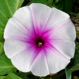 Ipomoea Aquatica - Creepers & Climbers - Image 5