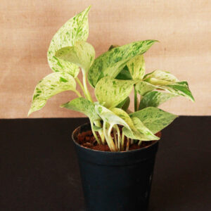 Marble Queen Money Plant - Indoor Plants - Image 4