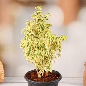 Ficus Benjamina Starlight - Indoor/Outdoor Ornamental Plants - Image 4