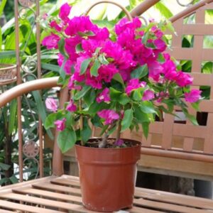 Bougainvillea Pink And White - Creepers & Climbers - Image 2