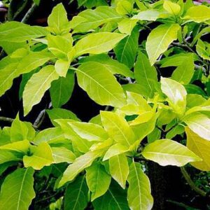 Pisonia Alba- Indoor/Outdoor-Ornamental Plants - Image 3