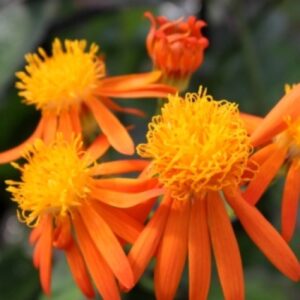 Senecio Orange - Creepers & Climbers - Image 2