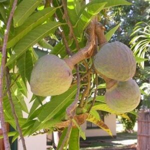 Bullock Heart/Ramphal (Grafted)- Fruit Plants & Tree - Image 4