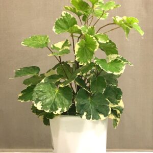 Aralia/Polyscias Balfouriana - Ornamental Plants - Image 4