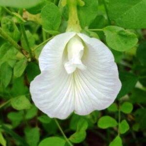 Clitorea ternatea White - Creeper & Climbers - Image 2