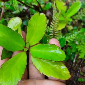 Bryophyllum Pinnatum - Medicinal Plants - Image 2