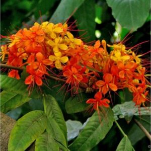 Saraca Indica / Sita Ashoka - Avenue Trees - Image 2