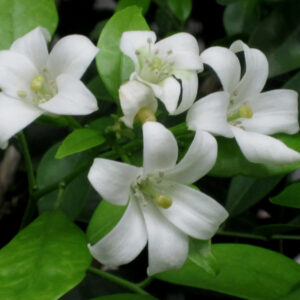 Gardenia/Jasmine Rose Regular - Top Perfuming - Fragrant Plants - Image 3