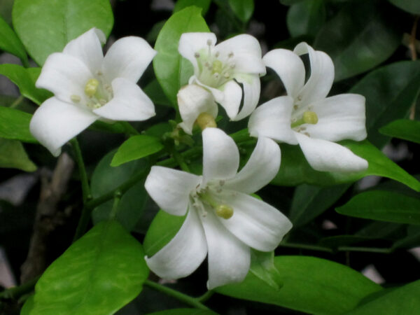 Gardenia/Jasmine Rose Regular - Top Perfuming - Fragrant Plants