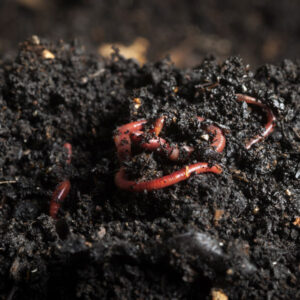 Vermicompost - Image 5