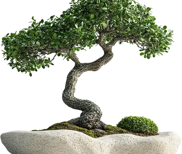 Banyan