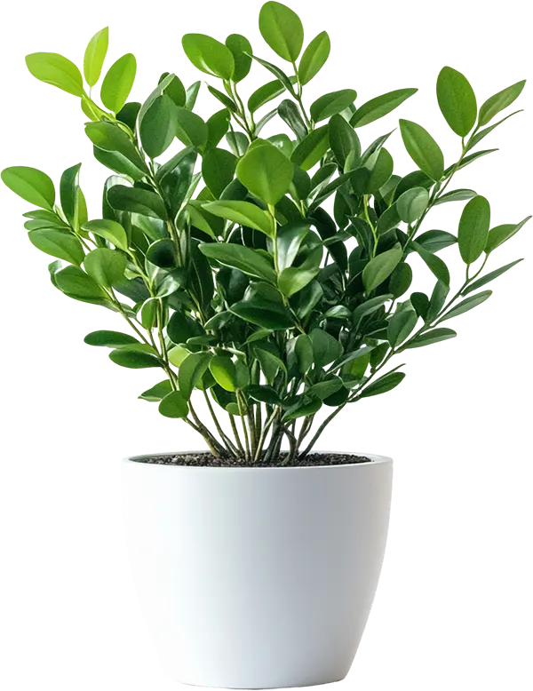 Jasmin