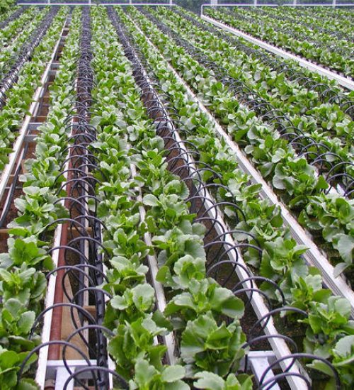 drip-irrigation-system-500x500